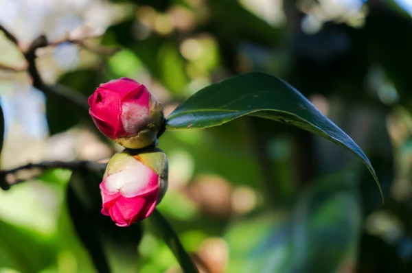 Rosa camellia knoppar omgiven av frodig grönska — Stockfoto