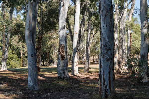 Eucalyptus tree forest on a sunny day — Stock Photo, Image