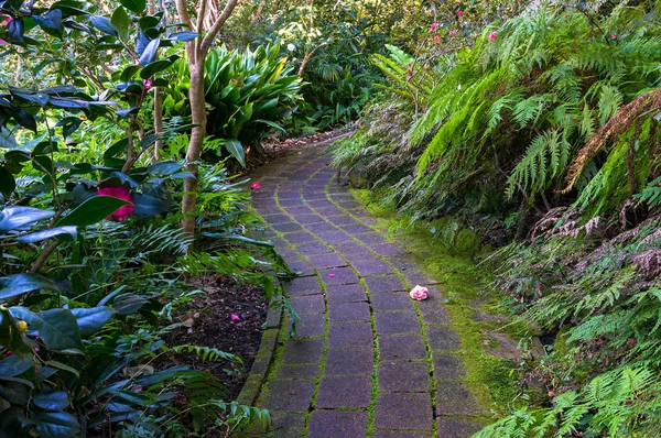 Gięte ścieżki w tropikalnym ogrodzie — Zdjęcie stockowe
