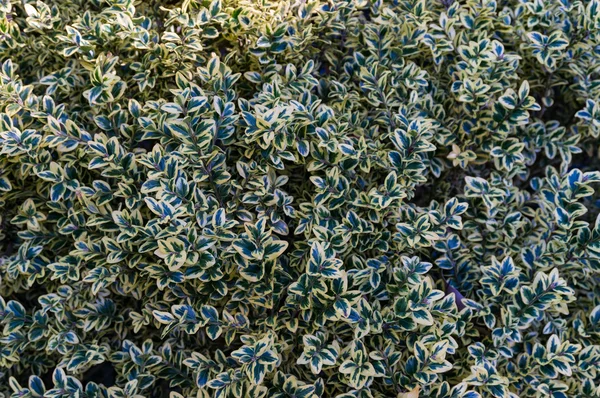 Abstrakte Natur Hintergrund mit kleinen Blättern — Stockfoto