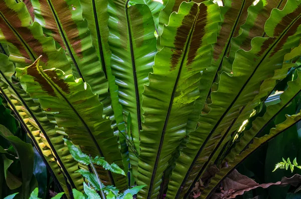 Tropical leaves background with selective focus