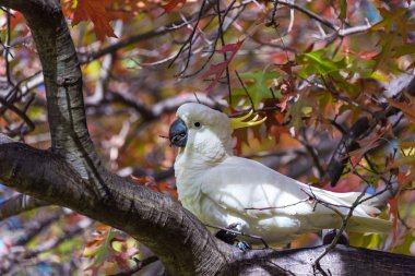 Sulphur crested Cockatoo on the tree clipart