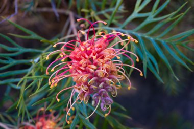 Grevillea çiçek. Egzotik bitki çiçek