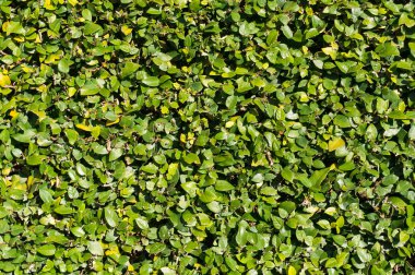 Soyut doğa arka plan yeşil yaprak