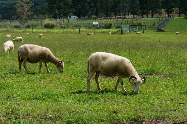 Кози пасуться на фермі в сонячний день — стокове фото