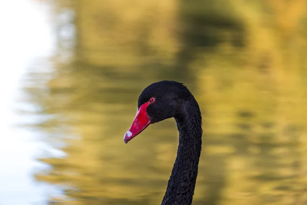 Black swan bird on pond — Stock Photo, Image