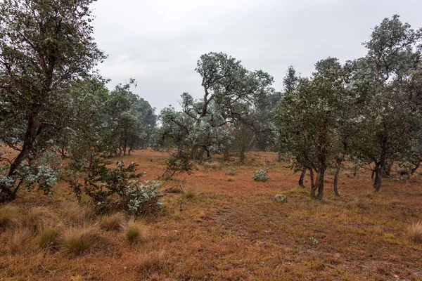 Αυστραλιανή bushland τοπίο — Φωτογραφία Αρχείου