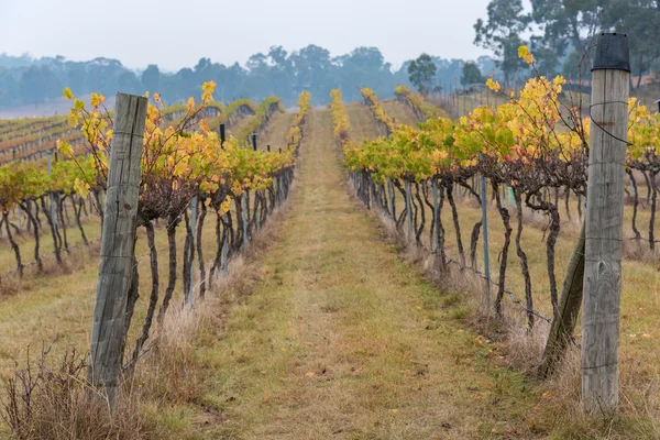 Australian vineyard in autumn, winter season — Stock Photo, Image