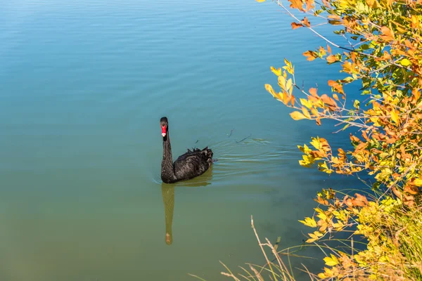 Black swan bird on a lake — Stock Photo, Image