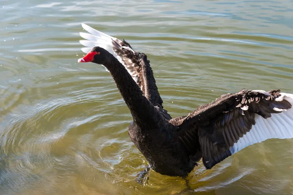 Black swan stretching wings — Stock Photo, Image