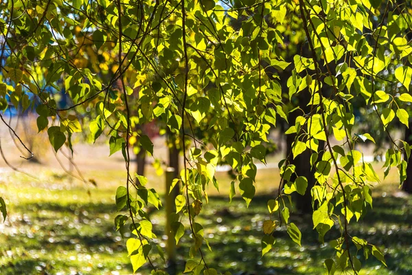 Groene bladeren op zonnige dag — Stockfoto