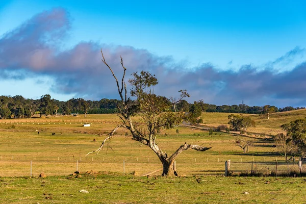 Αγροτικό τοπίο της Αυστραλίας — Φωτογραφία Αρχείου
