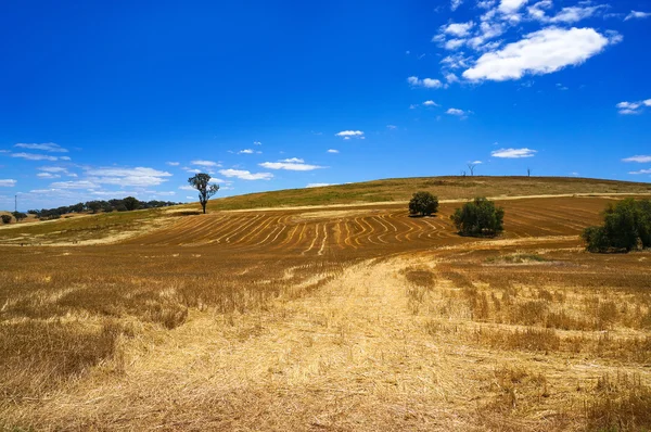 Australian outback field landscape — Stock Photo, Image