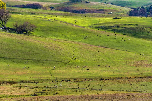Landwirtschaftliche Outback-Landschaft mit Nutztieren, die auf Paddo weiden — Stockfoto