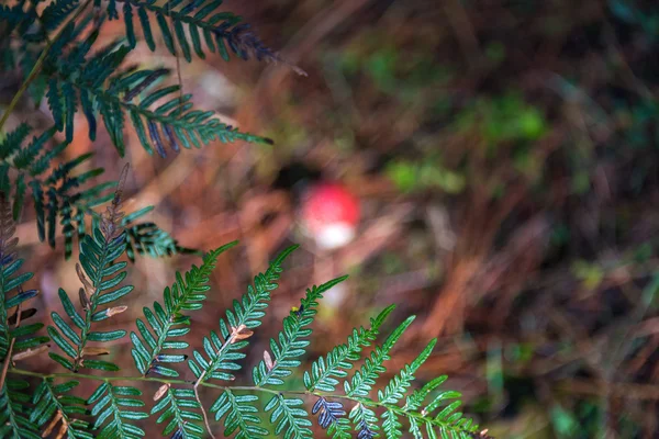 Helecho y mosca Seta agárica —  Fotos de Stock