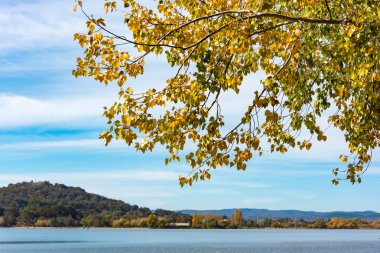 Sarı yapraklar ve arka planda Mavi Göl ile şube