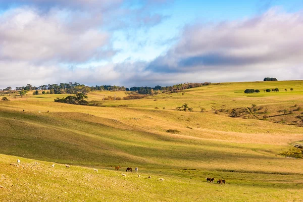 Jordbruk outback landskap med gårdens djur betar på paddo — Stockfoto