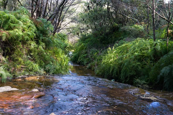 Australian bush creek, Wentworth Falls — Stockfoto