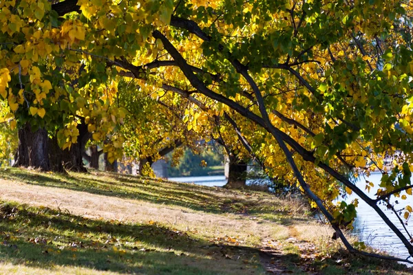 Otoño en Barton Park, Canberra — Foto de Stock