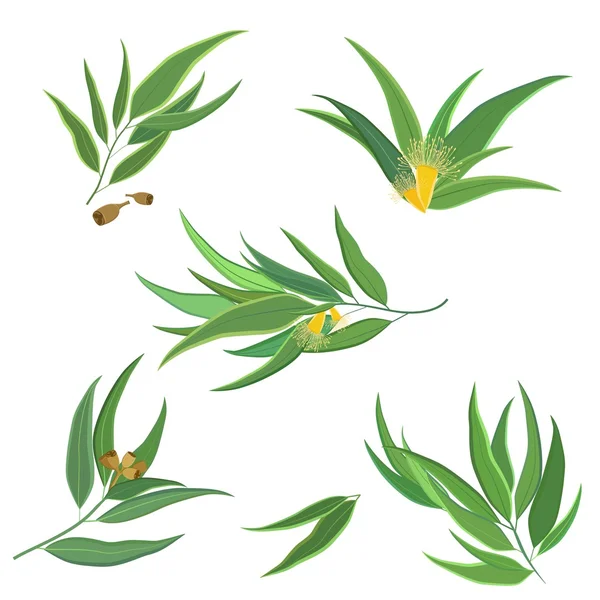 Vector collection of eucalyptus leaves, flowers and seeds Stock Vector
