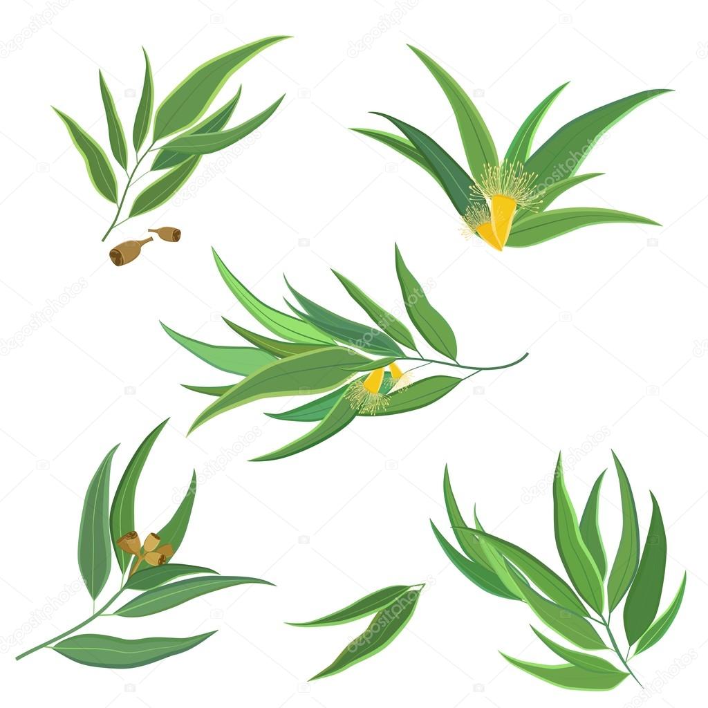 Vector collection of eucalyptus leaves, flowers and seeds