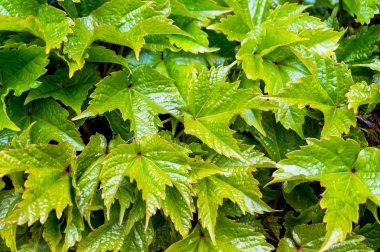 Parlak, parlak yaprak