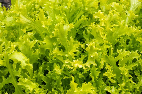 Frischer Salat in natürlicher Umgebung — Stockfoto