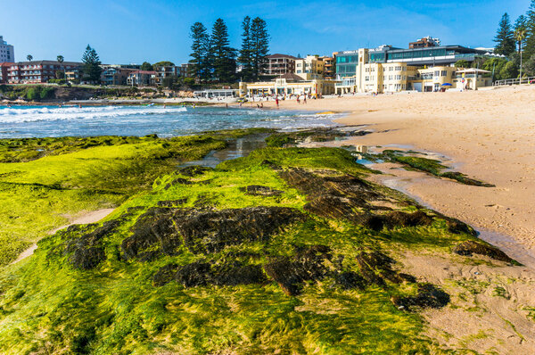 Green seaweed on a rocks on Cronulla beach, Australia.