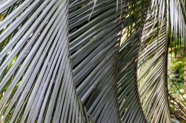 Palma foglie sfondo — Foto Stock