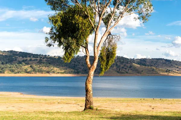 Eucalyptus on a lake — Stock Photo, Image