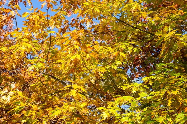 Arbre d'automne aux feuilles jaunes — Photo