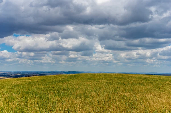 Gelbes Feld an einem bewölkten Tag — Stockfoto