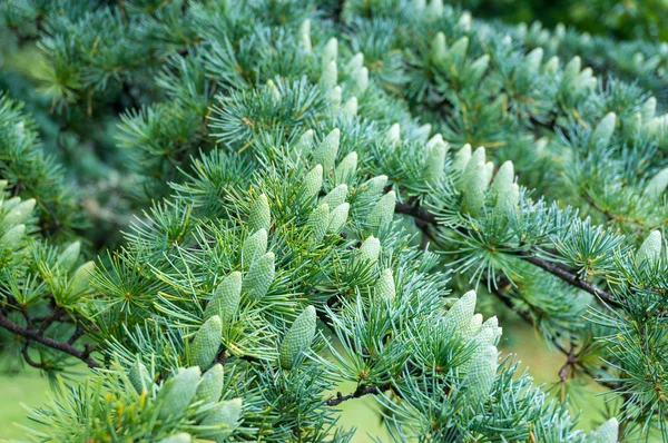 Green pine tree cones in spring — Stock Photo, Image