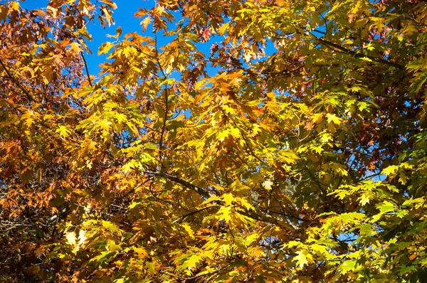 Arbre d'automne aux feuilles jaunes — Photo