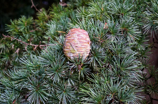Cone de pinheiro cercado por ramos verdes — Fotografia de Stock