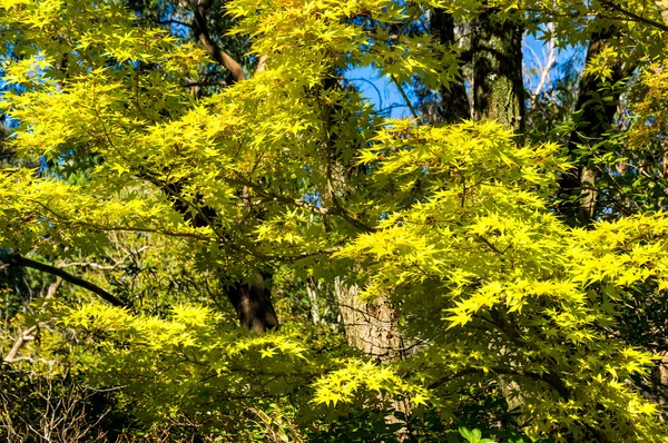 Осінній Японська Клен дерева з жовтими листами — стокове фото