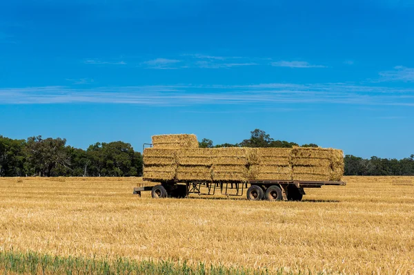 Agriculture scene. Farmers trailer loaded with hay bales on fiel — Stock Photo, Image