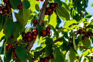 Bir ağaç üzerinde güzel kiraz