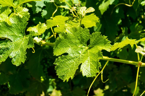 Виноградне листя крупним планом — стокове фото