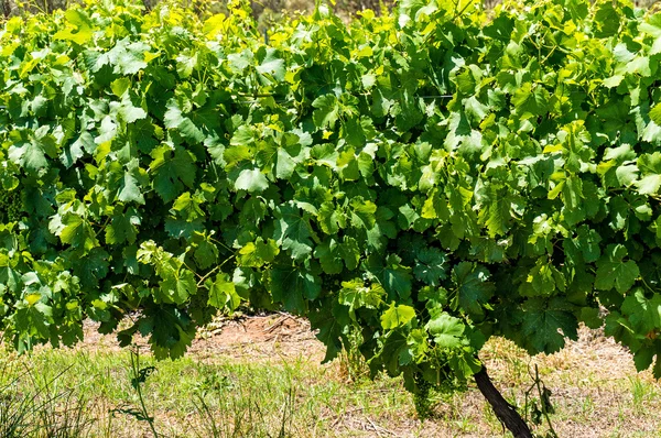 Australische wijngaard boerderij — Stockfoto