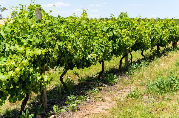 Australische wijngaard landschap — Stockfoto