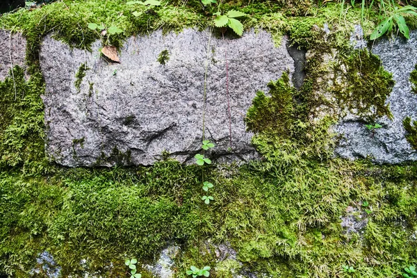 Green moss on old stones. Background. Texture