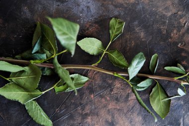 Koyu arkaplanda yaprakları olan gül sapı