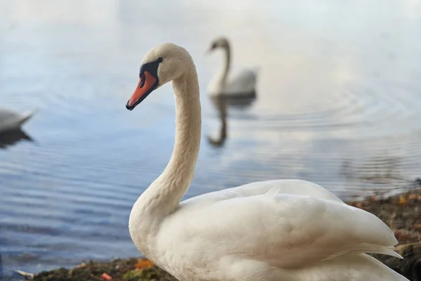 Les Cygnes Blancs Nagent Dans Lac Région Kaliningrad Photo Haute — Photo