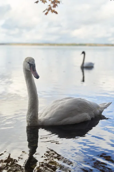 Les Cygnes Blancs Nagent Dans Lac Région Kaliningrad Photo Haute — Photo