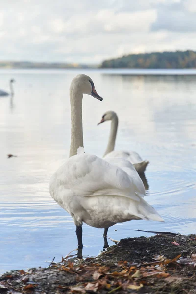 Les Cygnes Blancs Nagent Dans Lac Région Kaliningrad Photo Haute — Photo