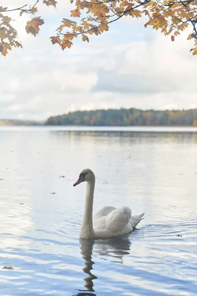 Les Cygnes Blancs Nagent Dans Lac Région Kaliningrad Photo Haute — Photo