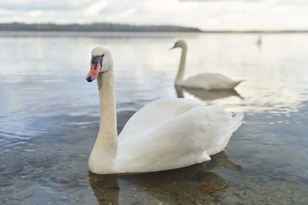 Los Cisnes Blancos Nadan Lago Región Kaliningrado Foto Alta Calidad — Foto de Stock