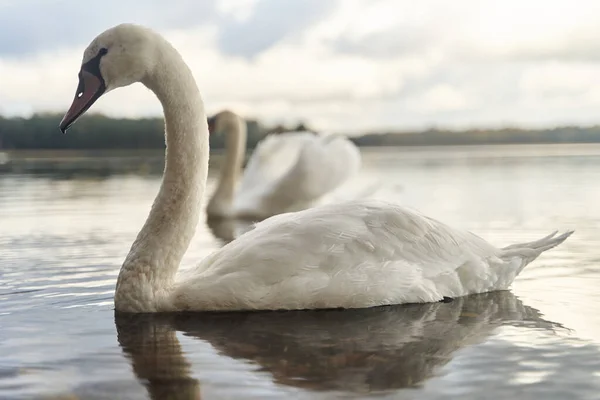 Les Cygnes Blancs Nagent Dans Lac Région Kaliningrad Photo Haute — Photo