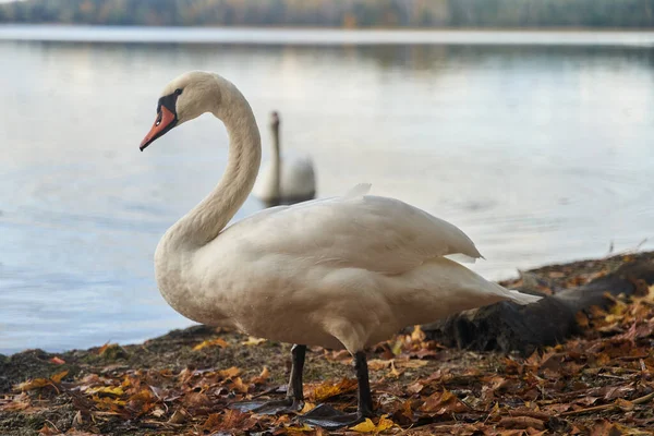 Les Cygnes Blancs Nagent Dans Lac Région Kaliningrad Photo Haute — Photo